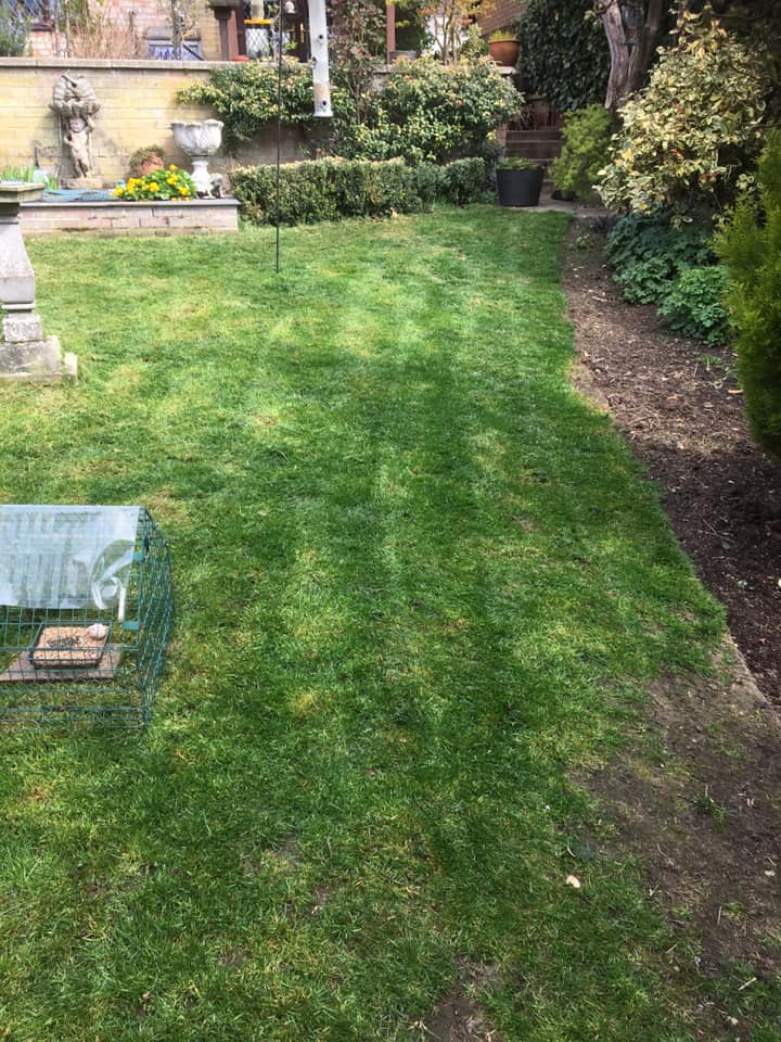 Tree Pruning in Buckinghamshire